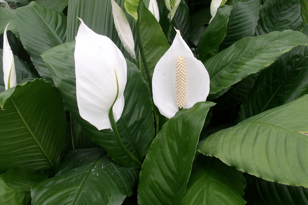 peace lilies